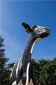 soi cau lo bach thu khung 5 ngay